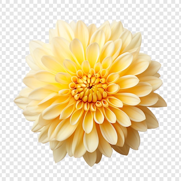 PSD gratuit fleur de chrysanthème isolée sur fond transparent