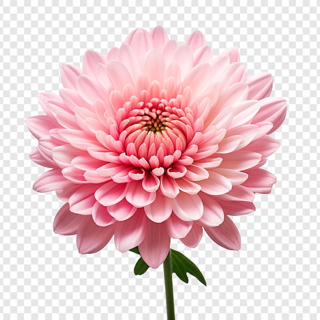 PSD gratuit fleur de chrysanthème isolée sur un fond transparent