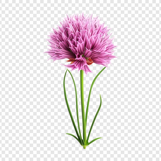 PSD gratuit fleur de ciboulette fraîche isolée sur fond transparent