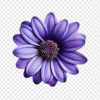 PSD gratuit fleur de cineraria isolée sur fond transparent