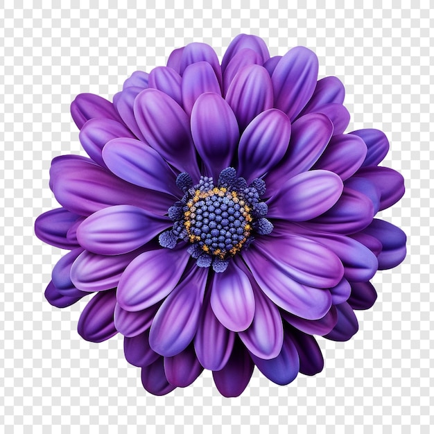 PSD gratuit fleur de cineraria isolée sur fond transparent