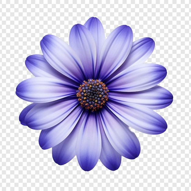 PSD gratuit fleur de cineraria isolée sur un fond transparent