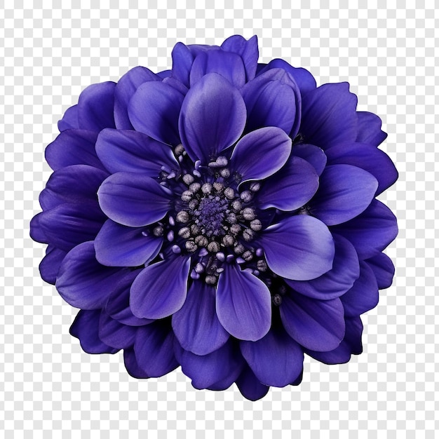 PSD gratuit fleur de cineraria png isolée sur fond transparent