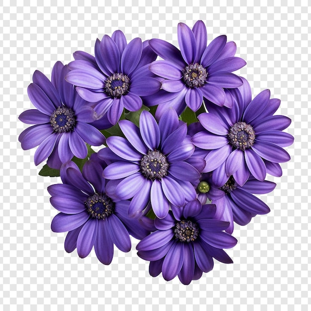 PSD gratuit fleur de cineraria png isolée sur fond transparent