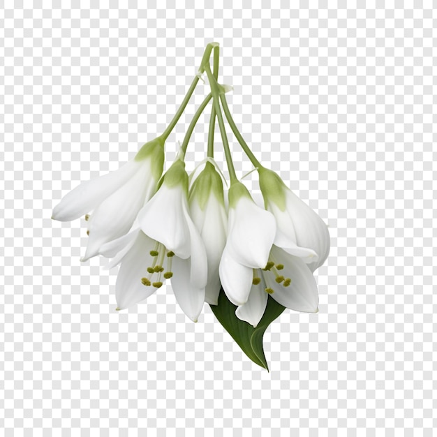 PSD gratuit fleur de cloche de neige isolée sur un fond transparent