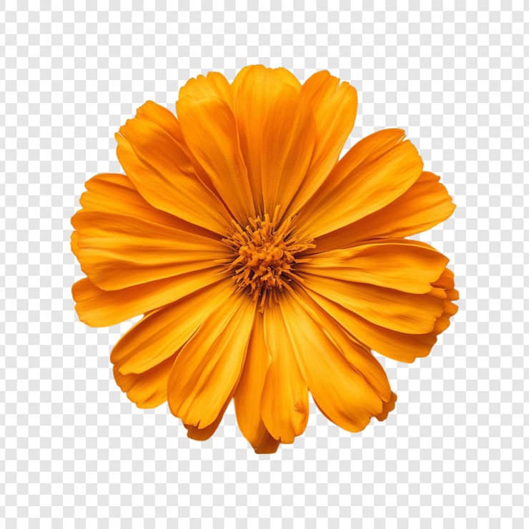 PSD gratuit une fleur de cosmos orange vibrante