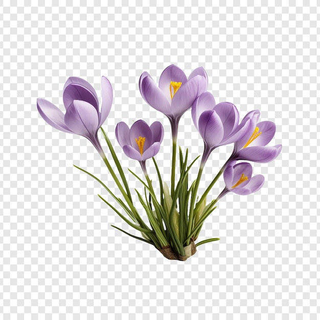 PSD gratuit fleur de crocus isolée sur fond transparent