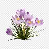 PSD gratuit fleur de crocus isolée sur un fond transparent