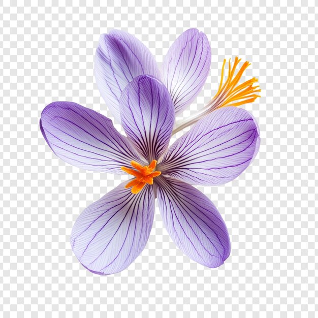 Une fleur de crocus pourpre d'une vue rapprochée époustouflante
