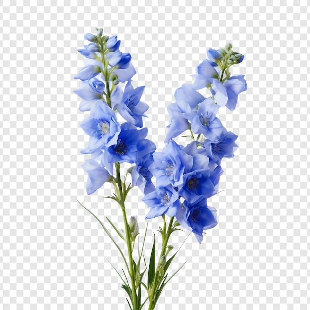 PSD gratuit fleur de delphinium isolée sur fond transparent