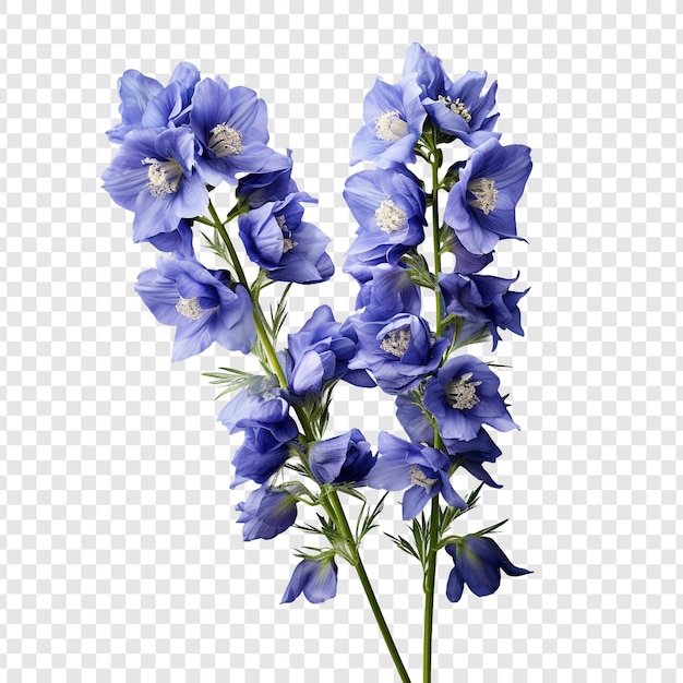 PSD gratuit fleur de delphinium png isolée sur fond transparent