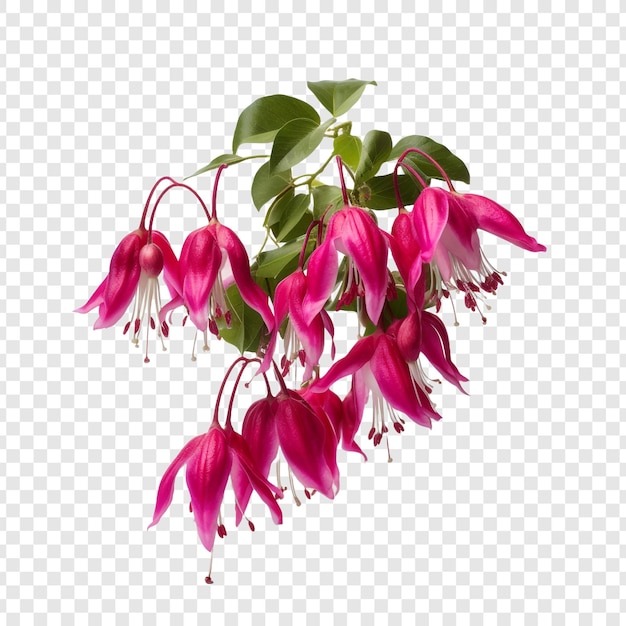 PSD gratuit fleur fuchsia isolée sur fond transparent