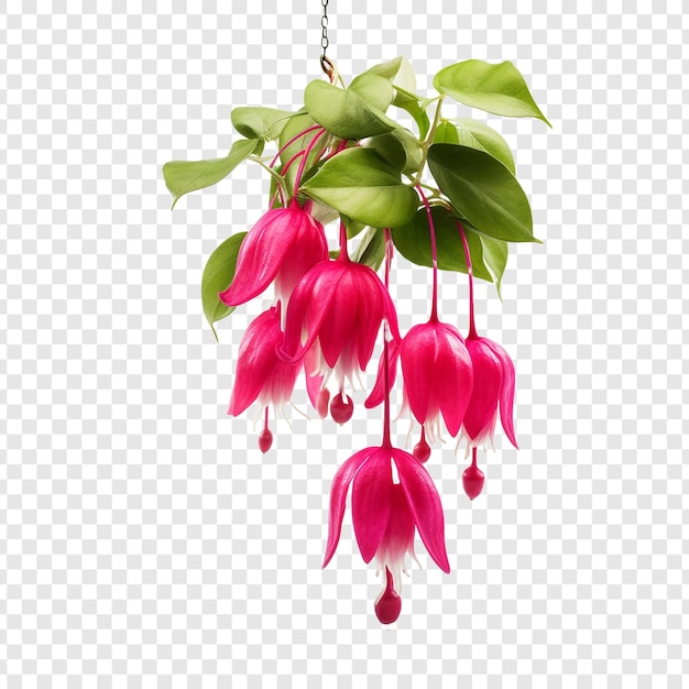 Fleur Fuchsia Png Isolé Sur Fond Transparent