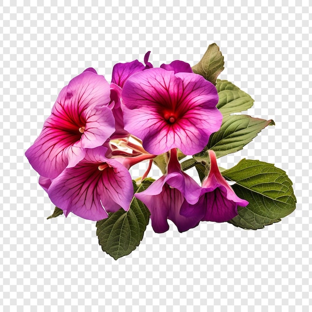PSD gratuit fleur de gloxinia png isolée sur fond transparent