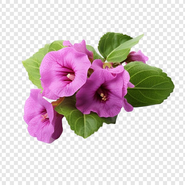 PSD gratuit fleur de gloxinia png isolée sur fond transparent