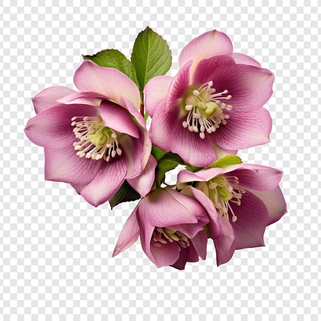 PSD gratuit fleur d'hellébore isolée sur fond transparent