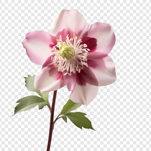 PSD gratuit fleur d'helleborus png isolée sur fond transparent