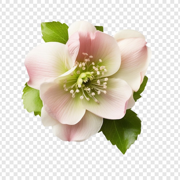 PSD gratuit fleur d'helleborus png isolée sur fond transparent