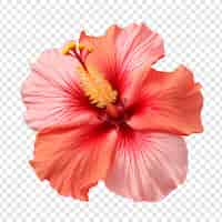 PSD gratuit fleur d'hibiscus au coucher du soleil isolée sur un fond transparent