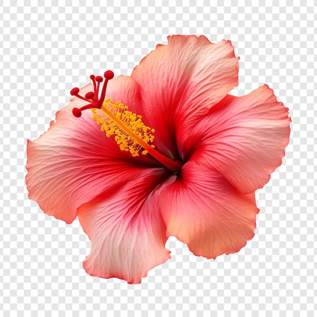 Fleur D'hibiscus Au Coucher Du Soleil Isolée Sur Fond Transparent