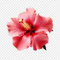 PSD gratuit une fleur d'hibiscus isolée sur un fond transparent