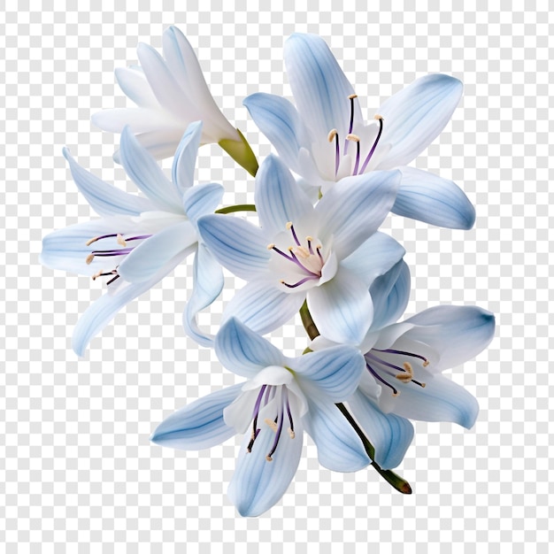 PSD gratuit fleur d'ixia isolée sur fond transparent