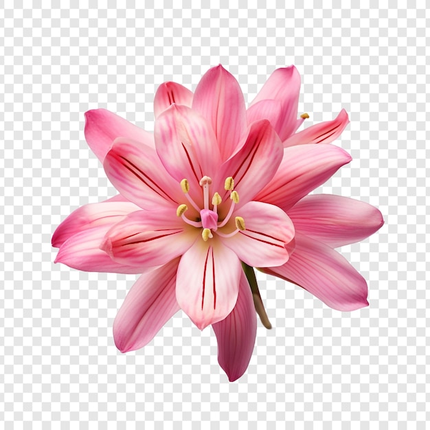 PSD gratuit fleur d'ixia png isolée sur fond transparent