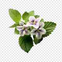 PSD gratuit fleur de lamium isolée sur un fond transparent