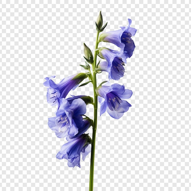 PSD gratuit fleur de larkspur isolée sur un fond transparent