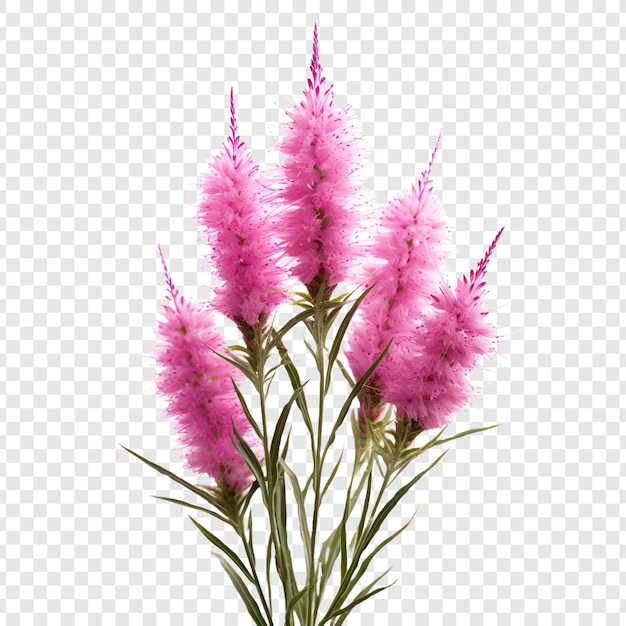 PSD gratuit fleur de liatris isolée sur fond transparent