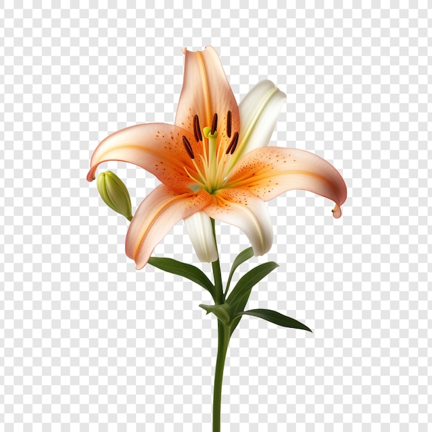 Fleur De Lilium Isolée Sur Un Fond Transparent