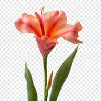 PSD gratuit fleur de lily de canna isolée sur un fond transparent