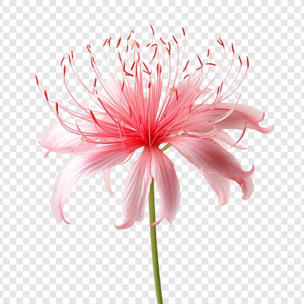 PSD gratuit fleur de lis d'araignée isolée sur fond transparent