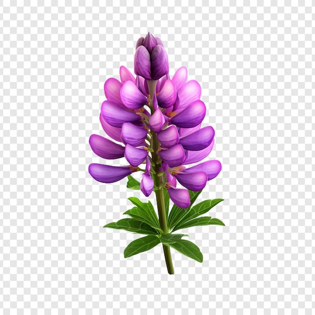 PSD gratuit fleur de lupin isolée sur un fond transparent