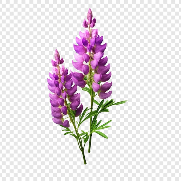 Fleur De Lupin Png Isolée Sur Un Fond Transparent