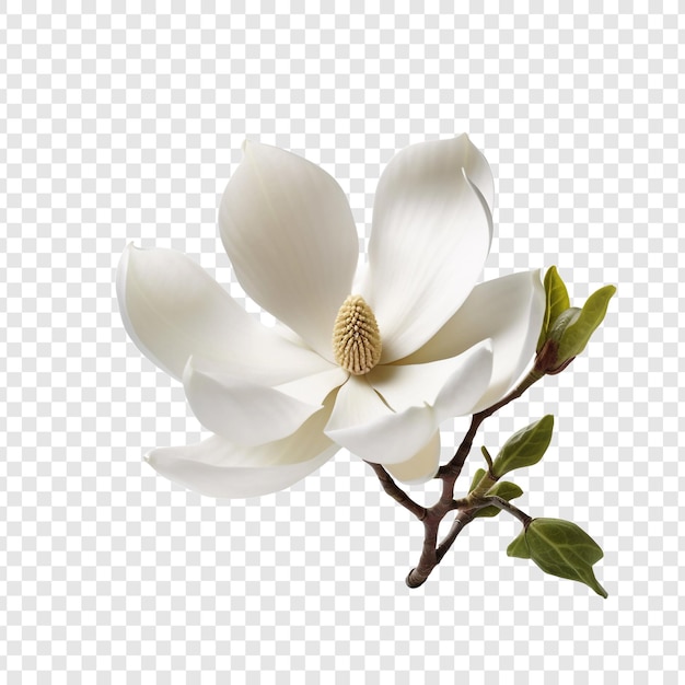 PSD gratuit fleur de magnolie isolée sur un fond transparent