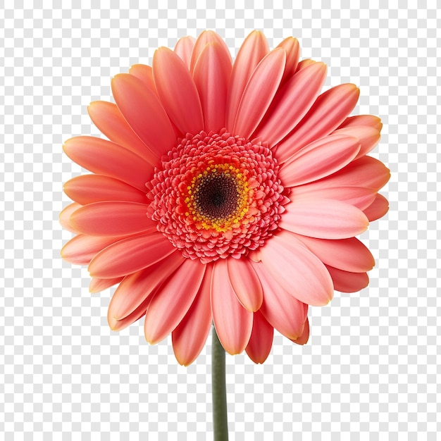 PSD gratuit fleur de marguerite de gerbera isolée sur un fond transparent