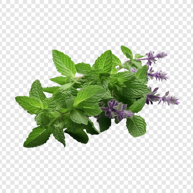 PSD gratuit fleur de menthe à chat png isolée sur fond transparent