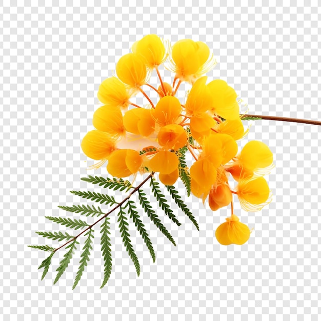 PSD gratuit fleur de mimosa isolée sur fond transparent