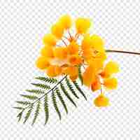 PSD gratuit fleur de mimosa isolée sur fond transparent