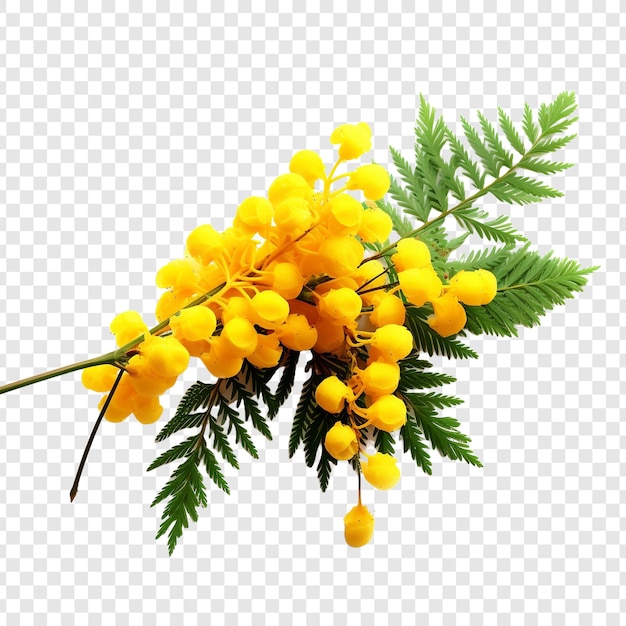 PSD gratuit fleur de mimose isolée sur un fond transparent