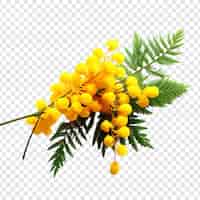 PSD gratuit fleur de mimose isolée sur un fond transparent