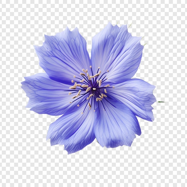 PSD gratuit fleur de nigelle isolée sur un fond transparent