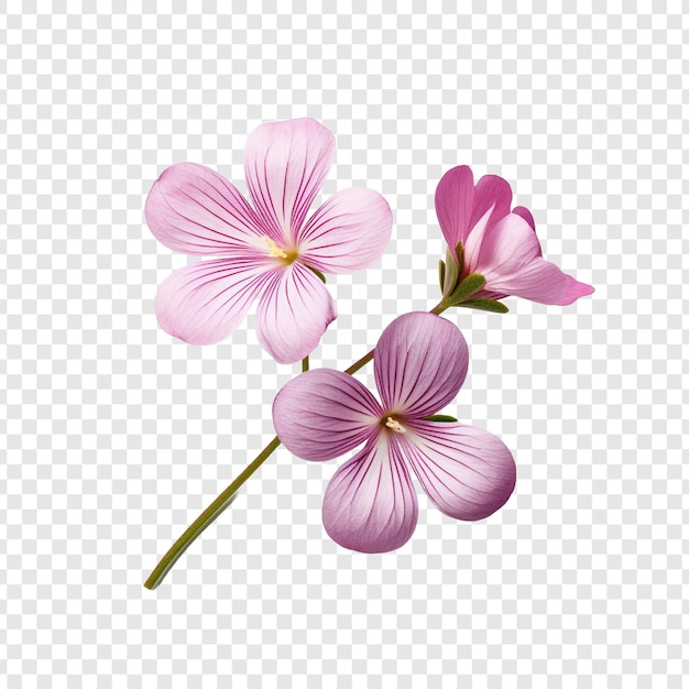 PSD gratuit fleur d'oxalis isolée sur fond transparent