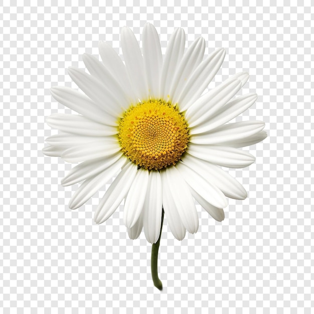 PSD gratuit fleur oxeye isolée sur fond transparent