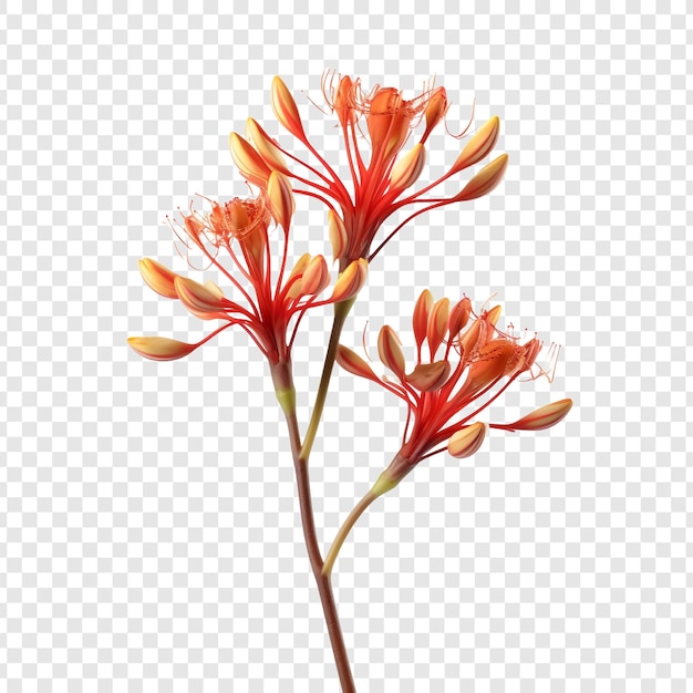 PSD gratuit fleur de patte de kangourou png isolée sur fond transparent