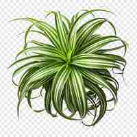 PSD gratuit fleur de la plante araignée chlorophytum comosum isolée sur un fond transparent