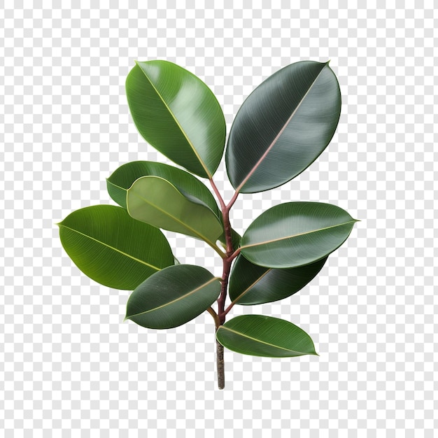 PSD gratuit fleur de la plante de caoutchouc ficus elastica isolée sur un fond transparent