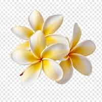 PSD gratuit fleur de plumeria isolée sur fond transparent