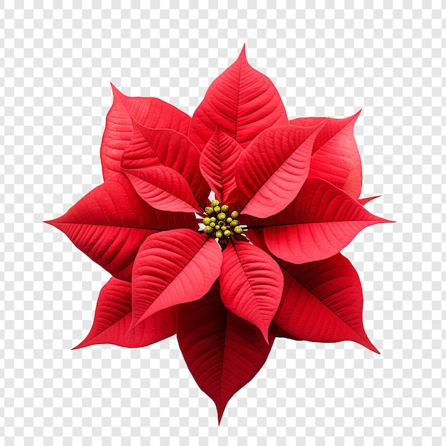 PSD gratuit fleur de poinsettia isolée sur fond transparent